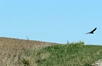 IMG_4401