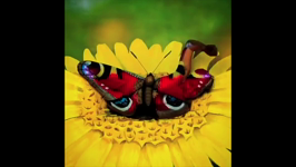   butterfly.mp4 (912 KB)  