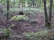 12 sink hole