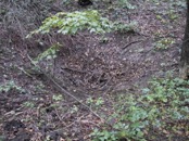 13 sink hole