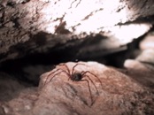 18 cave spider