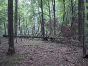 25 tree fell toward cave