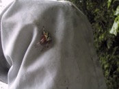 27 orb weaver spiders outside