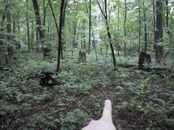 42 follow that trail