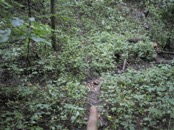 43 cross that little stream