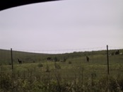 44 White Pine LLamas