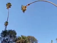 &nbsp;&nbsp;palm tree swinger.mp4 (2 MB)&nbsp;&nbsp;