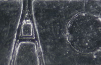 &nbsp;&nbsp;fake black 1&nbsp;&nbsp;