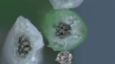 &nbsp;&nbsp;LVDS3&nbsp;&nbsp;