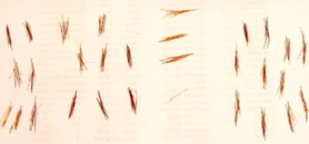   10ga OFC 294 strands (in seven bundles of 42)  