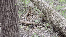 &nbsp;&nbsp;2024.04.20 fox-6 hidden&nbsp;&nbsp;