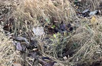 &nbsp;&nbsp;2025.10.20 fox-4-1 hidden&nbsp;&nbsp;