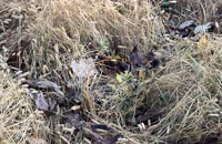 &nbsp;&nbsp;2025.10.20 fox-4-1 there&nbsp;&nbsp;