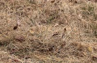 &nbsp;&nbsp;2025.10.20 fox-4-2 hidden&nbsp;&nbsp;