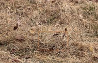 &nbsp;&nbsp;2025.10.20 fox-4-2 there&nbsp;&nbsp;