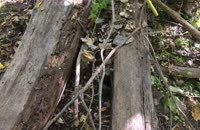   hidden fox  