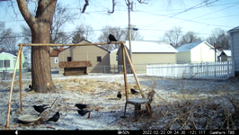 2022.02.23 09.24.20 crows working the feeder.MOV (214 MB)