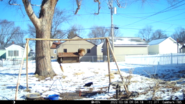 2022.03.08 09.04.08 crow bobbing and calling.MOV (214 MB)