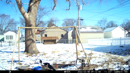 2022.03.08 09.12.46 crow dodges squirrel.MOV (214 MB)