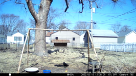 2022.03.15 12.38.00 crows want sunflower.MOV (214 MB)