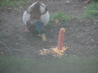 2007.04.08 08.55.08 2007.03.15 first ducks of 07.mp4 (3 MB)