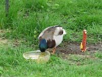 2009.05.14 09.44.03 duck_gorging_on_corn.mp4 (25 MB)