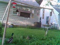 2011.06.06 07.14.32.mp4 (16 MB)