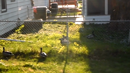 2012.04.09 17.31.46 hens_are_in_high_demand.mp4 (44 MB)