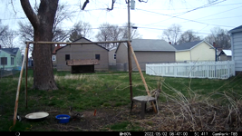 2022.05.02 08.46.50 duck wandering through.mp4 (191 MB)