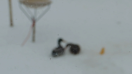   2014.02.16 14.53.12 snowducks apr 2014.mp4 (10 MB)  