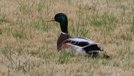   2016.04.18 17.25.22 drake on the front lawn.mp4 (49 MB)  