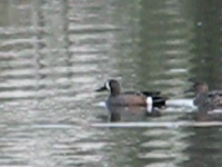   2009.04.28 19.40.50 wood_ducks at big woods lake.mp4 (12 MB)  