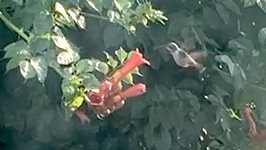 &nbsp;&nbsp;2026.08.20 07.37.55 hummingbird.MOV (45 MB)&nbsp;&nbsp;