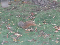   2006.10.22 foraging and cob.mp4 (11 MB)  