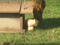   2006.10.31 00.28.43 grazing on feeder.mp4 (13 MB)  
