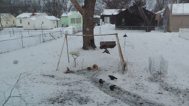   2016.01.09 08.43.24 huddling squirrels.mp4 (40 MB)  