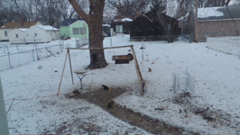   2016.01.23 07.10.26 huddling squirrels.mp4 (88 MB)  