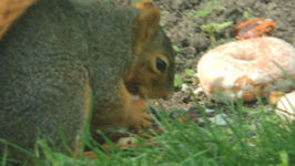   2016.05.07 14.36.14 squirrel likes donuts.mp4 (40 MB)  