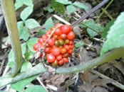 P8290008