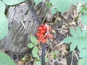 P8290014