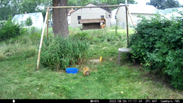 2022.08.06 11.17.24 chipmonks, suirrels, woodpecker.MOV (214 MB)