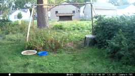 2022.09.15 07.48.50 chipmonk rummaging.MOV (214 MB)