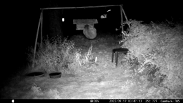 &nbsp;&nbsp;2022.09.17 03.47.02 hopping coon.MOV (214 MB)&nbsp;&nbsp;