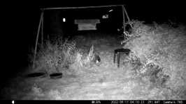 &nbsp;&nbsp;2022.09.17 04.10.14 hopping coon.MOV (214 MB)&nbsp;&nbsp;