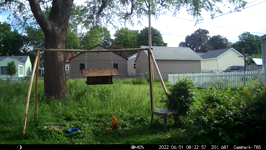 2022.06.01 08.32.48 coon tussel around camera.MOV (214 MB)