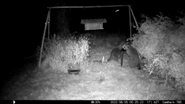 2022.08.05 00.25.14 three coons love the popcorn.MOV (214 MB)