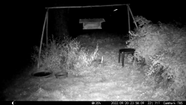 2022.09.20 23.58.00 coon enjoying treats left out.MOV (214 MB)