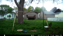 2022.05.18 07.00.58 saquirrel excited over nothing.MOV (214 MB)