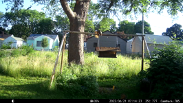 2022.06.21 07.14.14 squirrel has the high ground.MOV (214 MB)