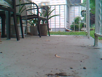 2008.10.15 17.19.24 squirrel beats fence.MOV (5 MB)
